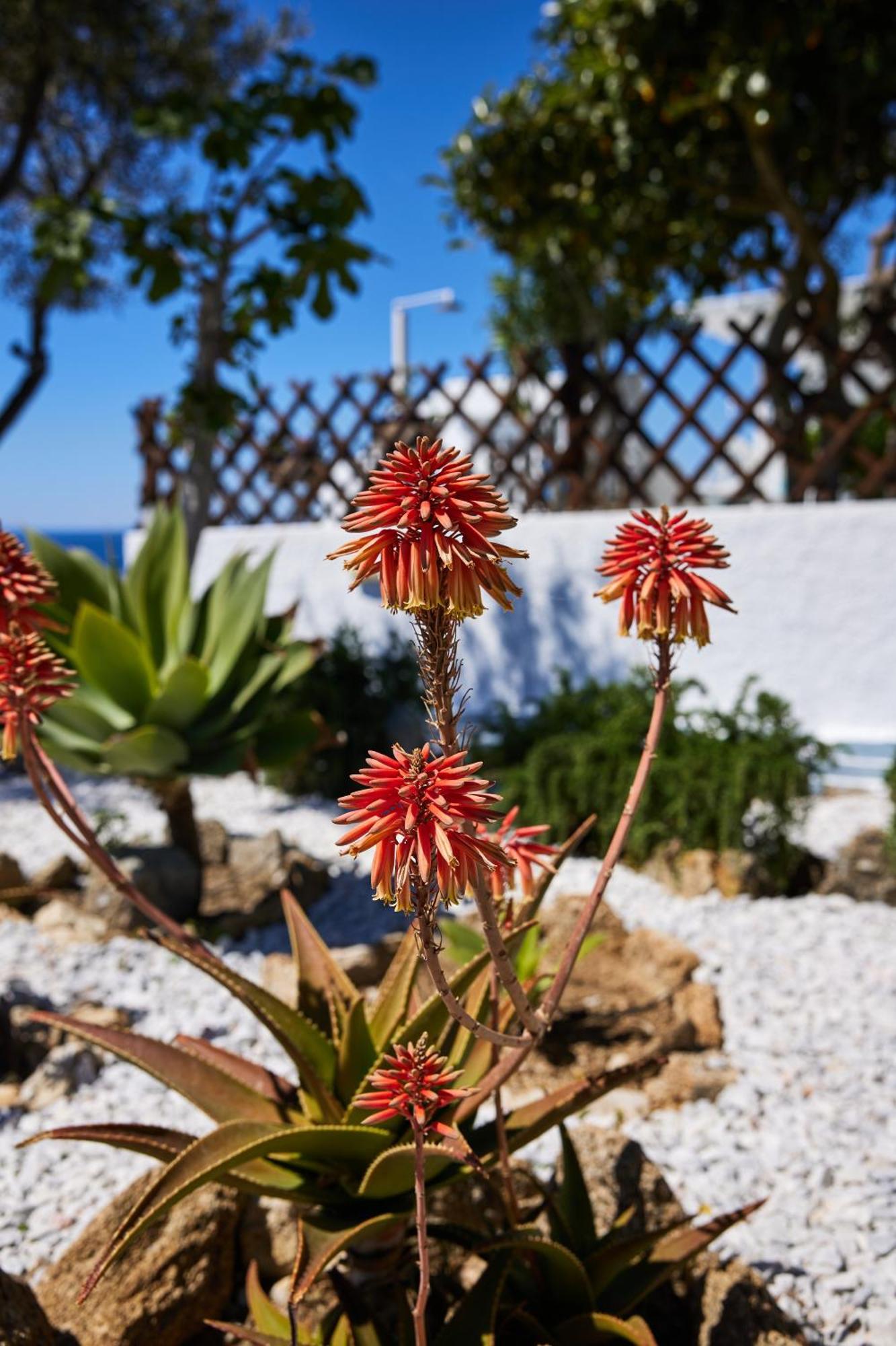 Sand Lily Villa Mykonos Mykonos Town 외부 사진